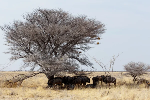 Selvaggio Wildebeest Gnu — Foto Stock