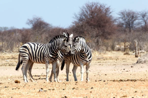 Zebra az afrikai bokor — Stock Fotó