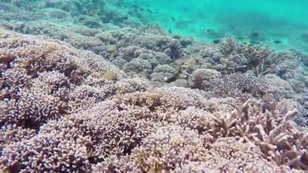 Esnórquel en el mar de Indonesia — Vídeo de stock