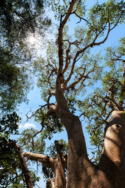 Baumwipfel in Chobe, Botswana — Stockfoto