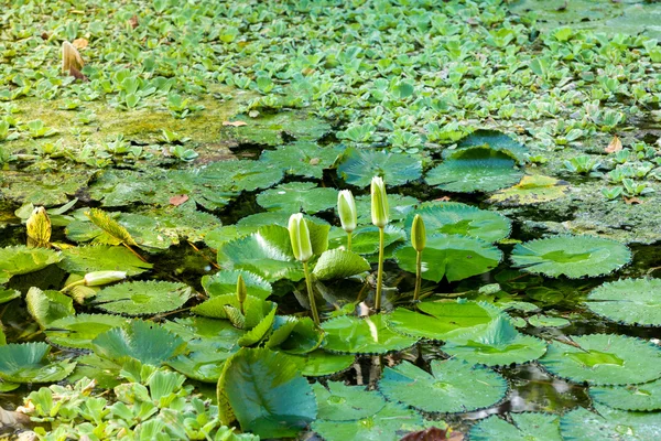 Water lily in kleine vijver — Stockfoto