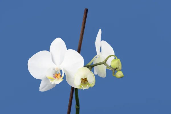 Fehér orchidea romantikus ága — Stock Fotó
