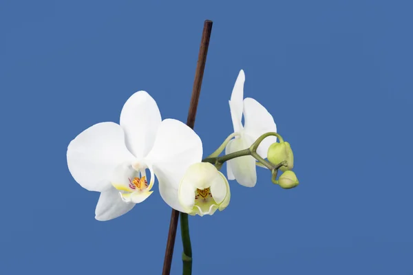 Rama romántica de orquídea blanca — Foto de Stock