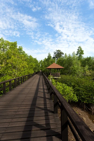 Индонезийский пейзаж с мангровыми зарослями и дорожкой — стоковое фото