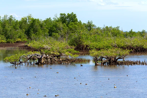 Mangrove tree norra Sulawesi, Indonesien — Stockfoto