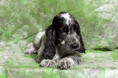Mavi İngiliz Cocker Spaniel köpek yavrusu