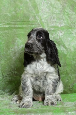 Mavi İngiliz Cocker Spaniel köpek yavrusu