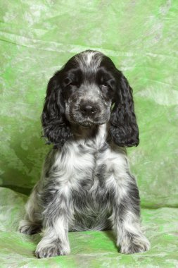 Mavi İngiliz Cocker Spaniel köpek yavrusu