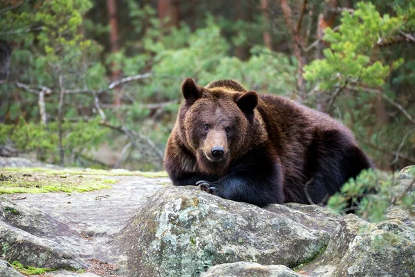 Oso pardo (Ursus arctos) en el bosque de invierno — Foto de Stock