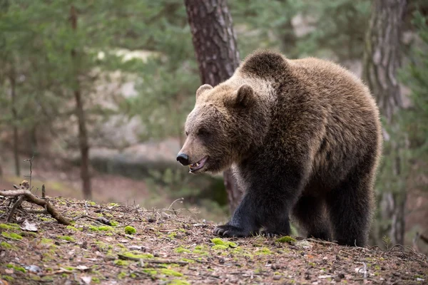 Oso pardo (Ursus arctos) en el bosque de invierno — Foto de Stock