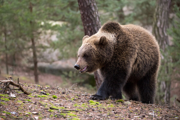 Big female of brown bear (Ursus arctos) in winter forest, Europe, Czech republic