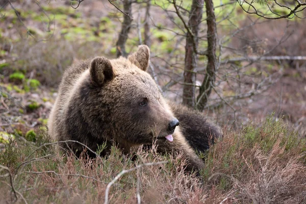 Oso pardo (Ursus arctos) en el bosque de invierno — Foto de Stock