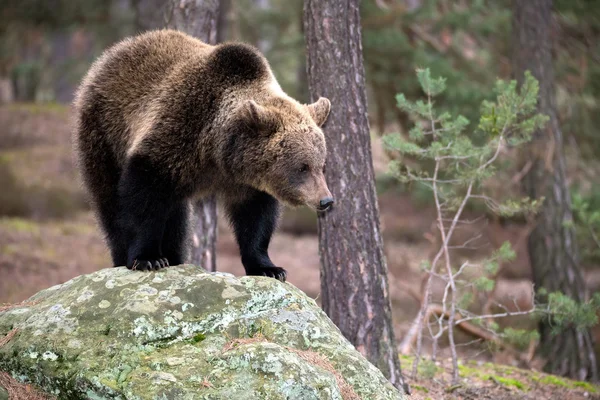 Oso pardo (Ursus arctos) en el bosque de invierno — Foto de Stock