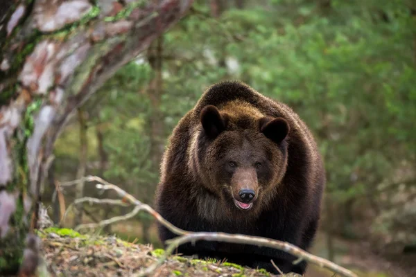 Oso pardo (Ursus arctos) en el bosque de invierno — Foto de Stock