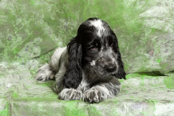 Blue English Cocker Spaniel puppy — Stock Photo, Image