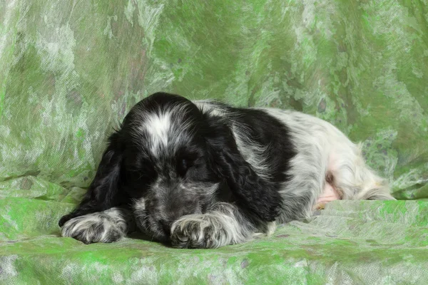 Blauer englischer Cocker Spaniel Welpe — Stockfoto