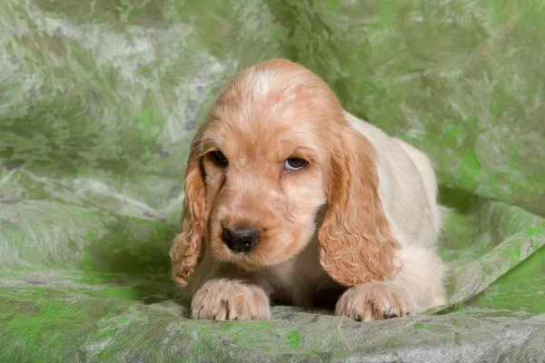 Bege Inglês Cocker Spaniel cachorro — Fotografia de Stock