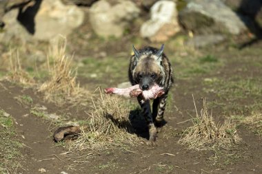 Çizgili sırtlan (Hyaena hyaena)