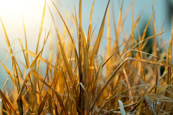 Sehr schönes herbstliches Schilf — Stockfoto