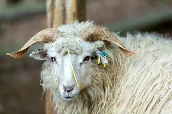 Ram 或夯，男性的羊 — 图库照片