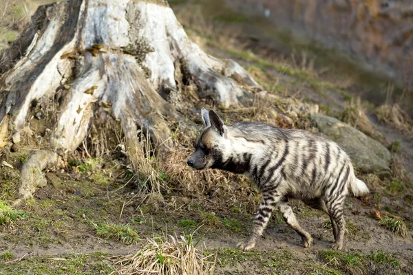 Hiena listrada (Hyaena hyaena) — Fotografia de Stock