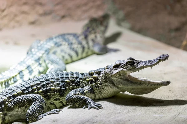 Pequeno crocodilo mostrar seus dentes — Fotografia de Stock