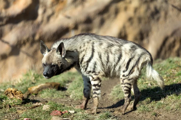 Ριγέ ύαινα (Hyaena hyaena) — Φωτογραφία Αρχείου