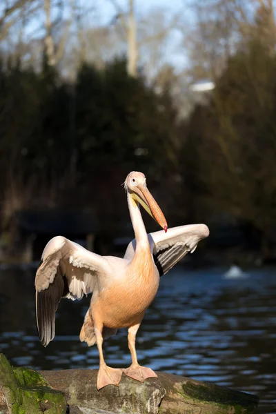 Rare Spot-billed pelican, Pelecanus philippensisin — Stock Photo, Image
