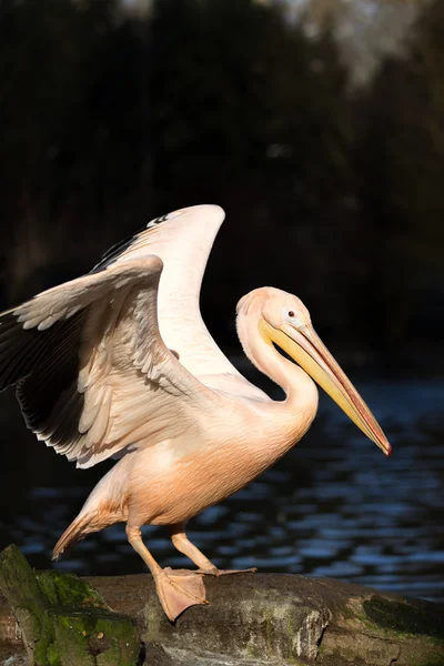 Rare Spot-billed pelican, Pelecanus philippensisin — Stock Photo, Image