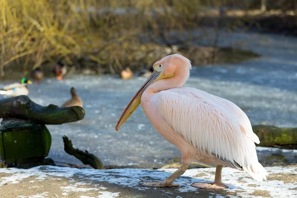 Vzácné Spot účtoval Pelikán, Pelecanus philippensisin — Stock fotografie