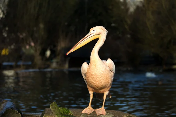 Rare Spot-billed pelican, Pelecanus philippensisin — Stock Photo, Image