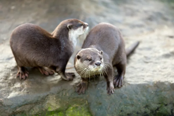 Lontra Europeia (Lutra lutra ) — Fotografia de Stock