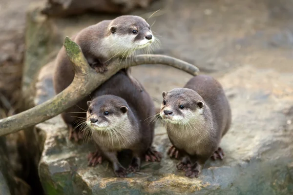Loutre De Bebe Images Libres De Droit Photos De Loutre De Bebe Depositphotos Loutre De Bebe Images Libres De Droit Photos De Loutre De Bebe Depositphotos