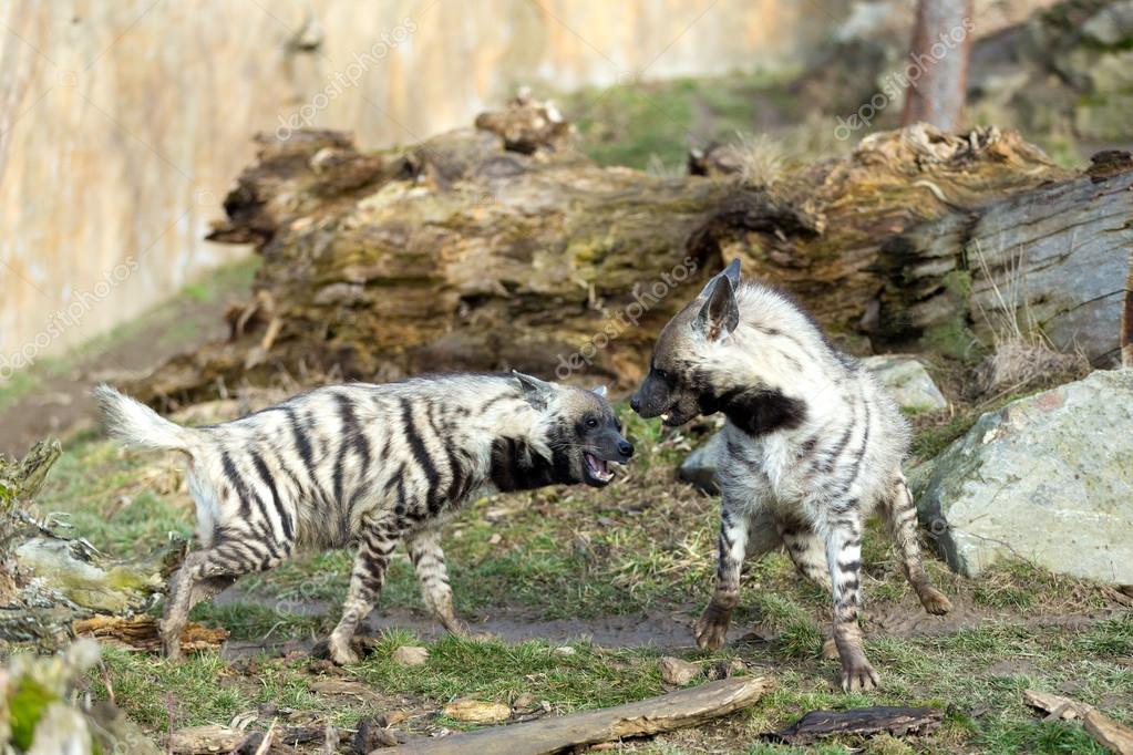 Striped hyena (Hyaena hyaena) — Stock Photo © artush #98554520