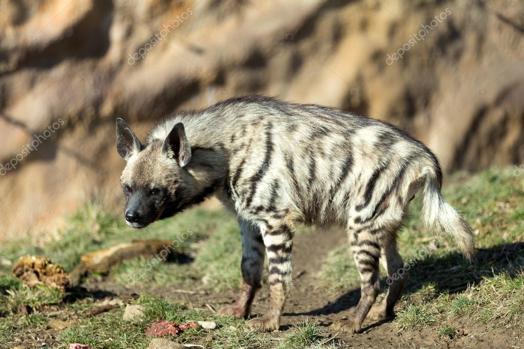 hyene rayee images libres de droit photos de hyene rayee depositphotos
