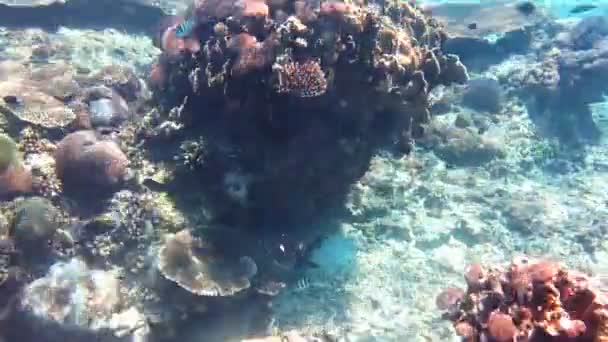 Buceo en el océano Índico, Indonesia — Vídeo de stock