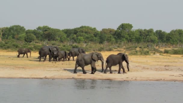 Rebanho de elefantes africanos no buraco da água — Vídeo de Stock