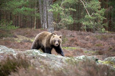 boz ayı (Ursus arctos) kış orman
