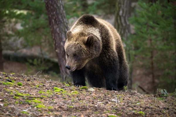 Brown bear (Ursus arctos) in winter forest — Stock Photo, Image