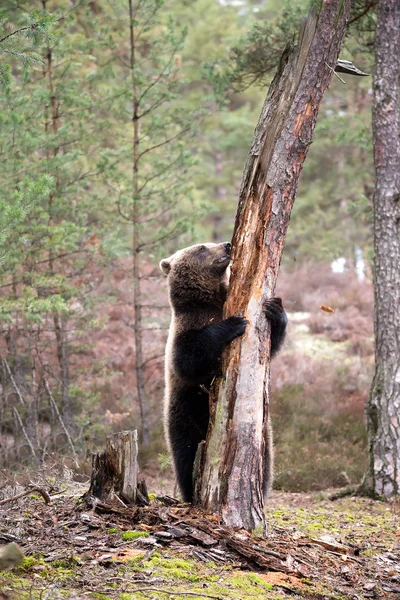 Бурый медведь (Ursus arctos) в зимнем лесу — стоковое фото
