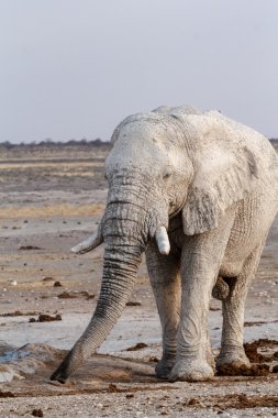 Etkin su birikintisinin beyaz Afrika filleri