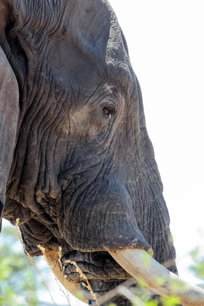 아프리카 코끼리를 닫습니다. — 스톡 사진