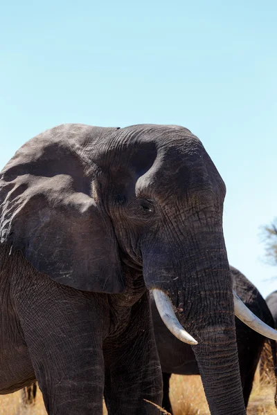 Detail of african elephants — 스톡 사진