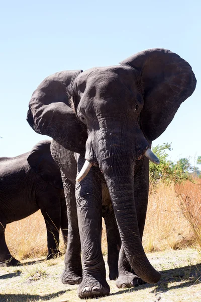 Entendu parler des éléphants africains — Photo