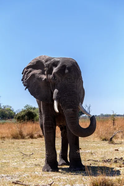 Detail of african elephants — Stock Photo, Image