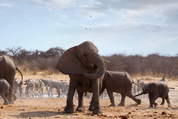 Elefante arrabbiato di fronte a sentito — Foto Stock