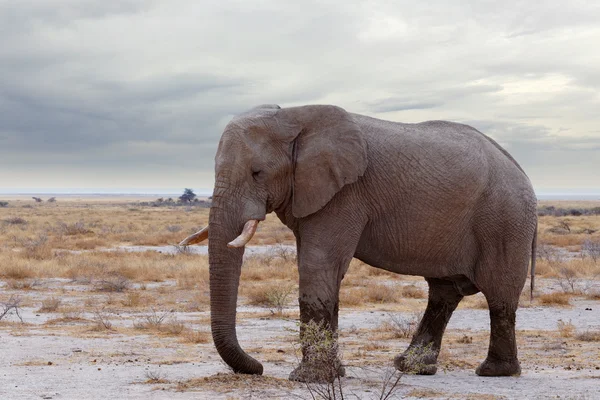 Grands éléphants africains sur le parc national d'Etosha — Photo