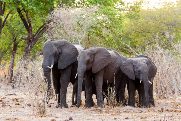 African elephants at green bush — Stock Photo, Image