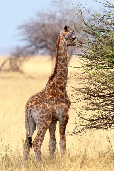 Jonge schattige giraffe in Etosha Nationaal Park — Stockfoto