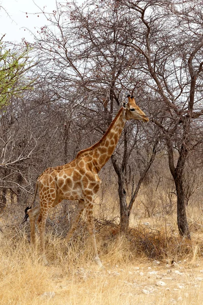 Giraffa camelopardalis i Etosha — Stockfoto